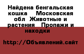 Найдена бенгальская кошка  - Московская обл. Животные и растения » Пропажи и находки   